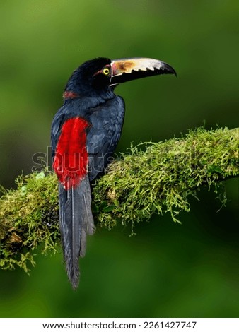 Collared Aracari portrait on mossy stick and rainy day against dark green background