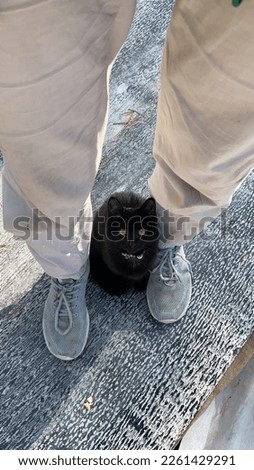 black cat in the legs