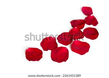 Red petals of rose flower lie on white background, soft focus. Beautiful Floral element for design greeting card to Valentine's Day, anniversary, wedding, Birthday. Template Web banner with free space
