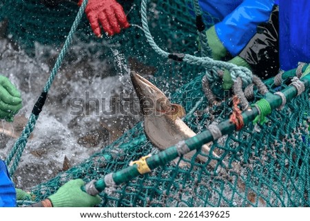 fishermen capturing salmon with net in Rausu, Hokkaido, Japan Royalty-Free Stock Photo #2261439625