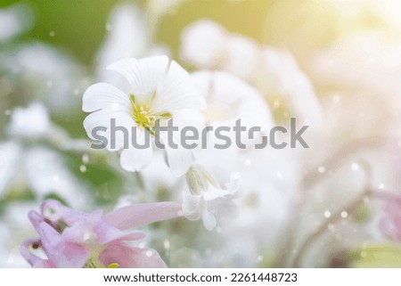 White flowers on a blurred background with glare and sunlight. A postcard with macro colors, space for a copy, blurred lights. Photo of summer flowers with sunlight on a defocus background