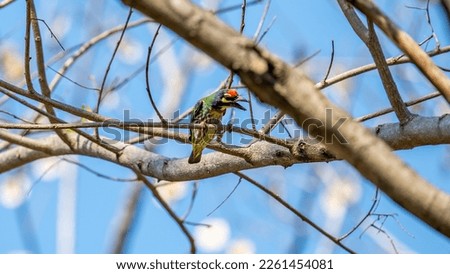 coppersmith barbet, crimson-breasted barbet, coppersmith perched on tree