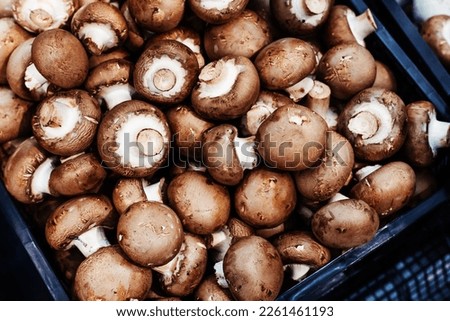 Brown champignons in a large plastic box. Mushroom harvest on a small farm. Trade in fresh products wholesale and retail. Close-up Royalty-Free Stock Photo #2261461193