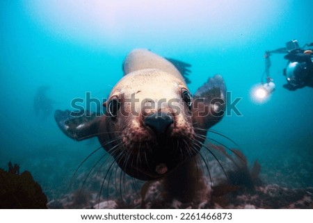 Sea lion looking at camera underwater, sea of japan, sakhalin island