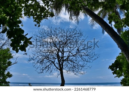 Beautiful tree near the beach