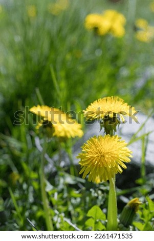 Summer meadow with blooming dandelions. dandelions in clear weather, shallow depth of field.