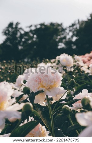 Beautiful fresh fluffy pastel pink peony flowers blooming in the garden, close up. Summer blooms background.