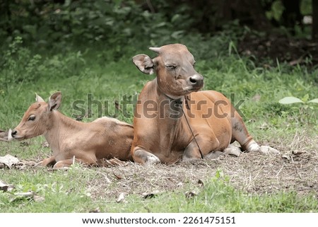 A mother Javanese cow is guarding her calf from predators. This mammal has the scientific name Bos javanicus.