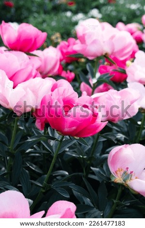 Beautiful fresh pink peony flowers in full bloom in the garden, green leaves flowerbed, close up. Summer natural floral background.