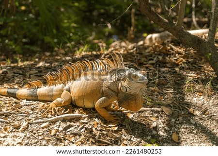 Male green iguana (Iguana iguana) with spines and dewlap Iguana - a herbivorous lizards that are native to tropical areas of Mexico, Central America, South America, and the Caribbean, Key West,Florida