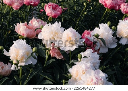 Beautiful fresh delicate pastel pink and white peony flowers in full bloom in the garden, dark green leaves, close up. Summer natural flowery background.