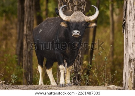 Gaur or Indian Bison or bos gaurus a showstopper closeup or portrait and black drongo bird on his back in morning safari at kanha national park forest or tiger reserve madhya pradesh india asia Royalty-Free Stock Photo #2261487303