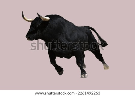 Spanish black bull with big horns Royalty-Free Stock Photo #2261492263