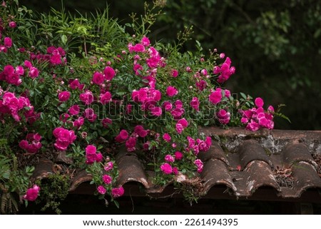Red rosebush in full bloom on an old roof. Royalty-Free Stock Photo #2261494395