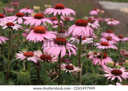 Echinacea Magnus in plants and perennials Royalty-Free Stock Photo #2261497949