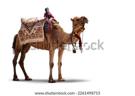 Fancy wrestler camel isolated on a white background. Royalty-Free Stock Photo #2261498715
