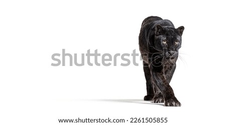 black leopard, panthera pardus, walking towards at the camera, benner with large copy space, isolated on white Royalty-Free Stock Photo #2261505855