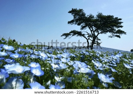 Signature of tree of Nemophila flower field in Hitachi park, Hitachinaka, Ibaraki, Japan, with tourist at background and blue sky, famous blossom blooming festival