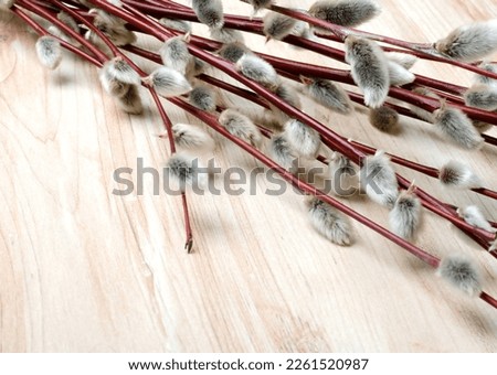 Willow branches on a wooden background. Palm Sunday.