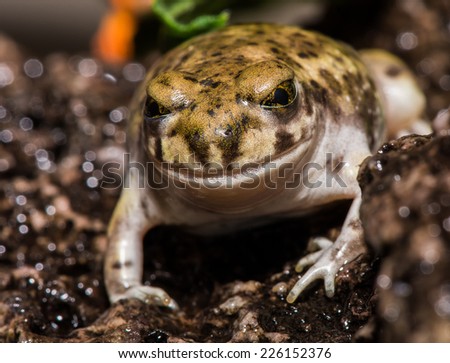 Backyard Toad Bufonidae Takes A Moment To Rest On A Wet Rock. Today Is Looking Off To The Side