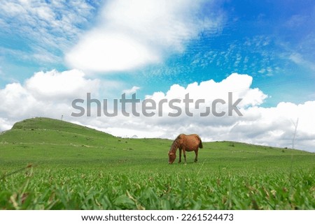 a horse eating green grass under the hot sun and blue sky
