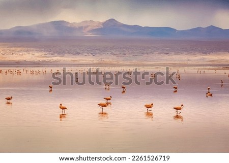 Chilean flamingos and Laguna Colorada, Red Lagoon, in Altiplano of Bolivia Royalty-Free Stock Photo #2261526719