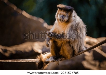 Monkey sit down looking with food on his hand, Pantanal, Brazil