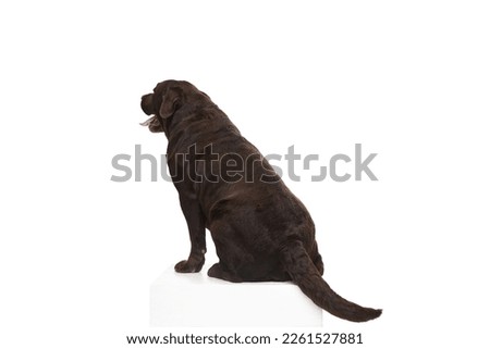 Back view. Studio photo of beautiful brown Labrador dog calmly sitting, posing over white studio background. Concept of motion, action, pets love, animal life, domestic animal.