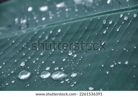 water droplets on a banana leaf