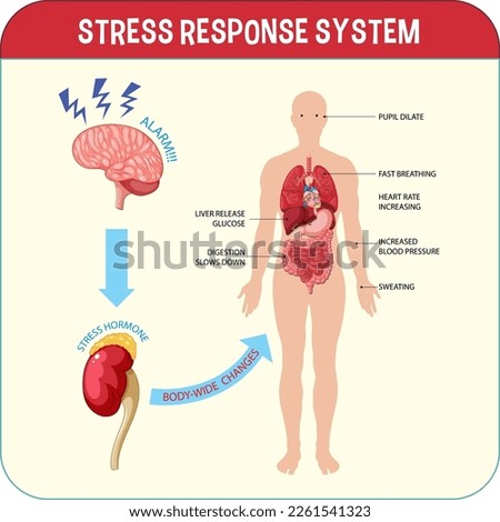 Stress response system scheme illustration