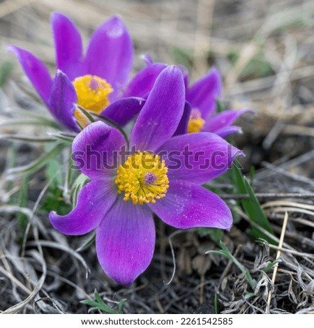Delicate Anemone pulsatilla flowers in spring Royalty-Free Stock Photo #2261542585