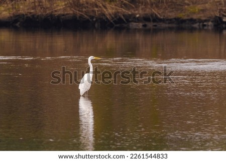 The eastern great egret, a white heron in the genus Ardea, fishing at calm in lake