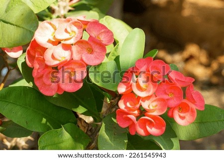 Bouquet of red Crown of Thorns. Ancient Thais believed that this plant a sacred tree Enhance the prosperity for the grower. It also helps prevent danger to people in the house.                        