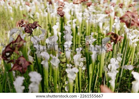 Sarracenia alabamensis or cane-brake pitcher plant, is a carnivorous plant in the genus Sarracenia. Summer background with white flowers on a green background. Landscaping design.