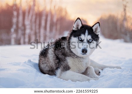 black and white siberian husky with blue eyes walks in the snow in winter against the background of the evening sky Royalty-Free Stock Photo #2261559225