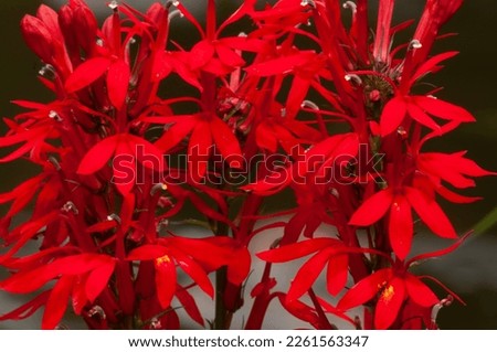 Closeup of a cluster of Cardinal flower blooms, Lobelia cardinalis, in the Ferrris Lake Wild Forest Area in the Adirondack Mountains in New York State Royalty-Free Stock Photo #2261563347