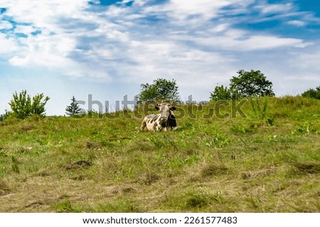 Photography on theme beautiful big milk cow grazes on green meadow under blue sky, photo consisting of milk cow with long tail eat straw on meadow, milk cow in grass meadow for tasty white liquid