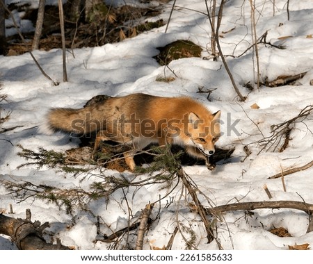 Red fox foraging in the forest in the winter season in its environment and habitat with snow and branches background, displaying bushy fox tail, fur. Fox Image. Picture. Portrait. Fox Stock Photos.