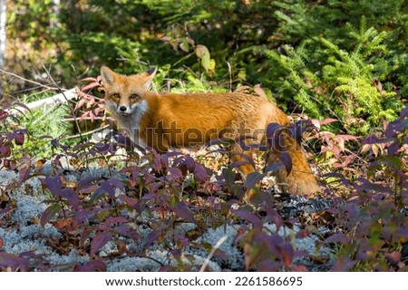Red fox side view standing on moss ground with a forest background displaying bushy fox tail in its environment and habitat surrounding. Fox Image. Picture. Photo. 