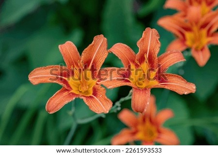 Hemerocallis rosso red flower in the garden design. Royalty-Free Stock Photo #2261593533
