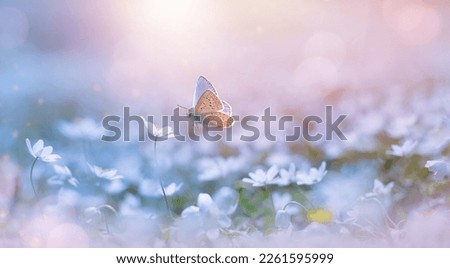 Butterfly on a delicate white spring flower in the spring in the rays of transparent sunlight of the morning light, soft focus macro. Beautiful background of spring nature.