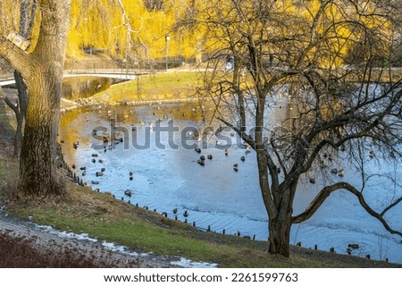 Ducks on a partially frozen city pond in winter