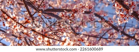 Close up of pink spring tree blossom. Web banner.