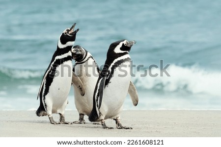 Group of Magellanic penguins on a sandy beach in the Falkland Islands.