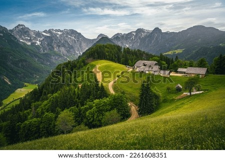Spectacular scenery with colorful various alpine wildflowers and snowy mountains in background, Logarska Dolina (Logar valley), Slovenia, Europe 