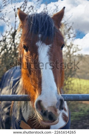 A Stunning Horse Portrait By A Gate