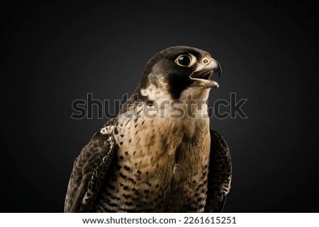 falcon photographed in a studio with wrap around lighting 