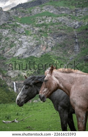 Two horse heads together in a valley, with a snowy mountain in the background, in Huesca (Spain)