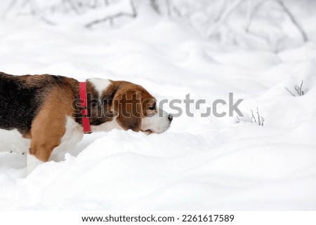 beagle dog looks attentively standing in the snow