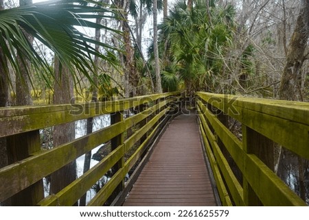 Wooden boardwalk among palm trees in Black Bear Wilderness area, Sanford, Florida Royalty-Free Stock Photo #2261625579